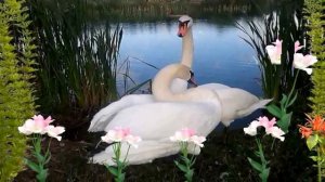 Футаж два лебедя  HD