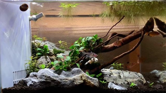 Red Minor Long Fin Serpae Tetra “Hyphessobrycon Callistus” Species Profile смотреть онлайн