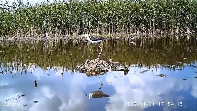 Ходулочники на гнезде -- пара с нормальной кладкой смотреть онлайн