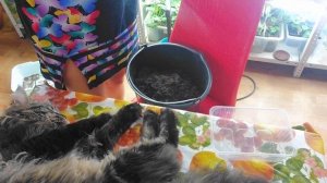 Гацания, газания, африканская ромашка. Как я сею на рассаду