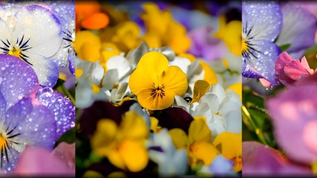 Flowers and Music-Viola tricolor-Анютены глазки смотреть онлайн