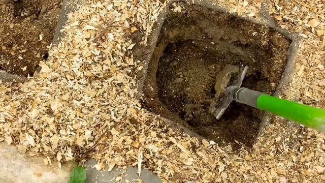 ДЛЯ ТЕХ КТО НЕ УСПЕЛ К ВЕСНЕ. Как сохранить, и правильно посадить весенние саженцы роз. смотреть онлайн