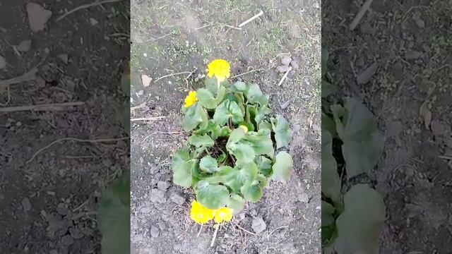 название цветка 💮 не знаю 🌹 смотреть онлайн