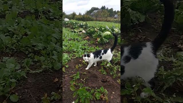 Самое шокирующее видео!Кот в огороде