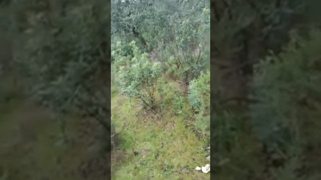 Gurumelos 2021!!! смотреть онлайн