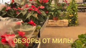 Ольга Уралочка Лайф. Обзор видео. Признались о покупке автомобиля.