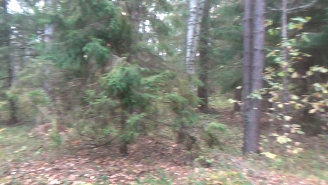 МИХАЛЫЧ ОХОТА С ГОНЧЕЙ смотреть онлайн