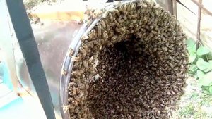КАК ЗАСЕЛИТЬ РОЙ ПЧЕЛ В УЛЕЙ- НАСЫПОМ #Beekeeping