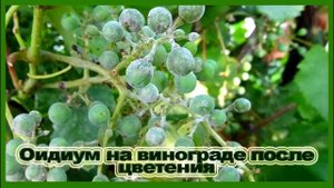 ?? ВНИМАНИЕ ОИДИУМ!  Уже скоро.Фото оидиума. Как не спутать. Чем лечить.