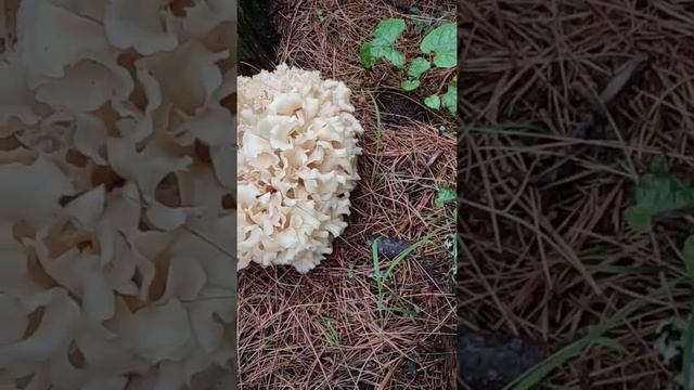 Cauliflower Fungus (Sparassis crispa) Bhed