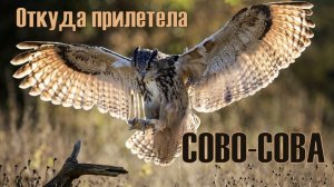 Откуда прилетела Сово-Сова