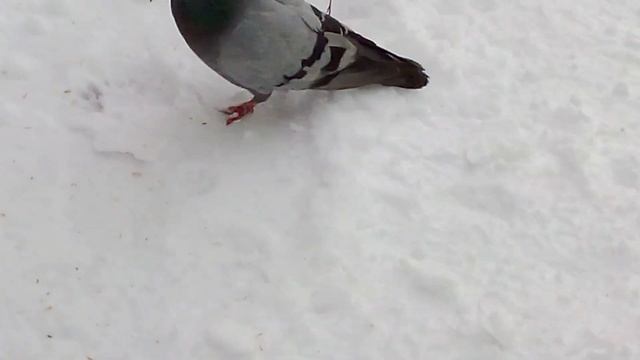 ракетный голубь у него больные лапы смотреть онлайн