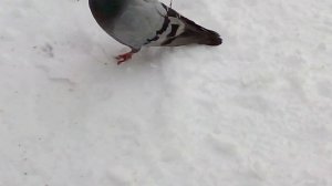 ракетный голубь у него больные лапы