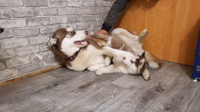 Всё как в жизни ||Кормит мамка,целуют папку ? смотреть онлайн