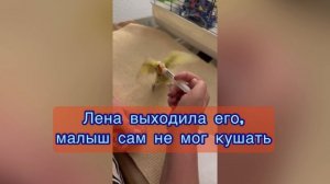 Папугая благодарит за своё спасение/Трогательная история