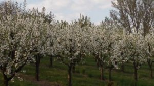 хорошее настроение клип