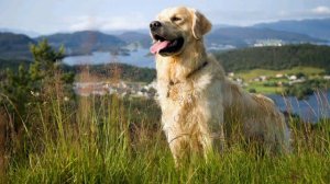 Породы собак | какие бывают собаки | видео для детей