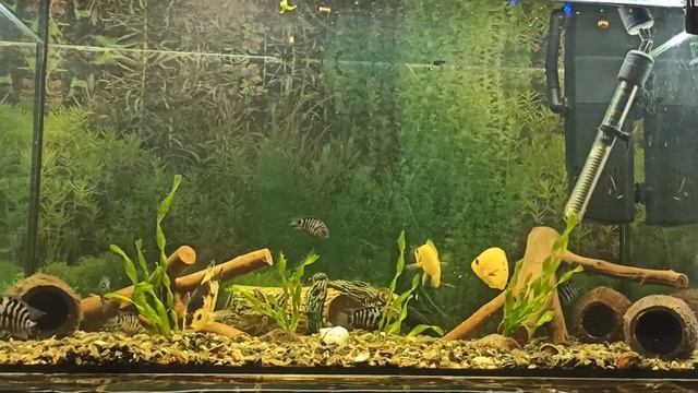 Кормление цихлид. Кормление аквариумных рыб смотреть онлайн