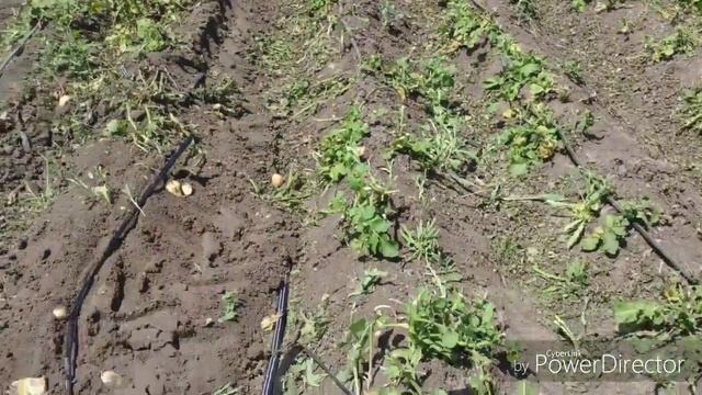 Опоздал.Картошку выкопали без меня. смотреть онлайн