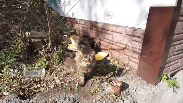 Семья котовая смотреть онлайн