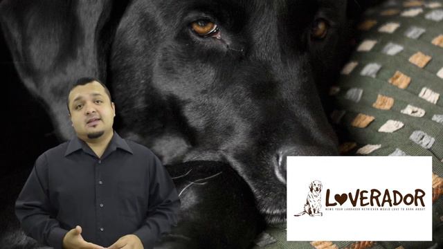 Labrador Retriever Health Issues - What Are Common Health Issues In Labrador Retrievers?