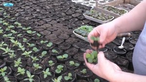 Выращиваете вечноцветущую бегонию? Тогда это видео специально для Вас!