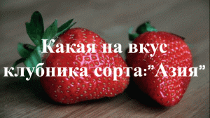 Какая на вкус клубника "Азия". Пробуем первую клубнику за сезон