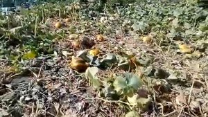 тыква,сбор урожая