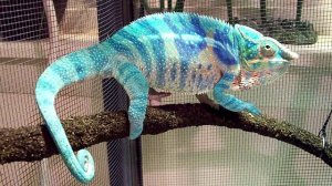 Big BLue - Little Boy Blue - Chameleon's