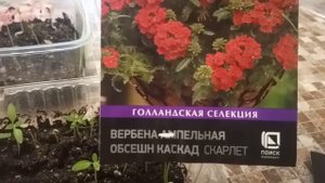 Ампельная вербена и Дихондра из семян.