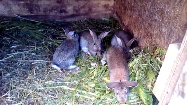 Очень много оводов, ездим на реку, небольшой обзор нашего хозяйства смотреть онлайн