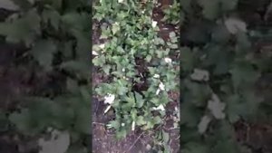 гибискус древовидный -  актируем успешное укоренение черенков