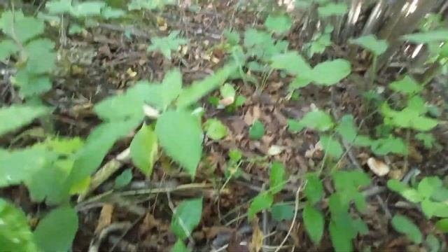 Сбор орехов лещины