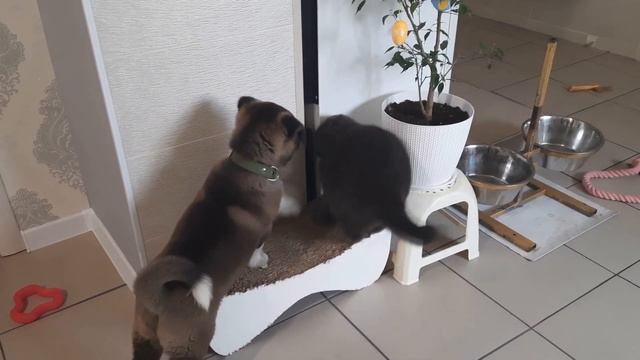 Американская Акита щенок 3 месяца и кошка, решают бытовые вопросы))) смотреть онлайн