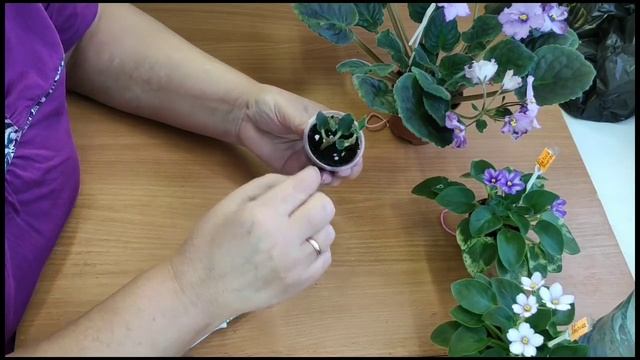 Укоренение цветоносов