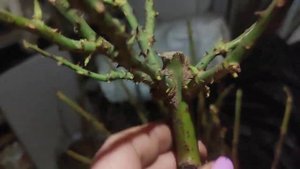 Зимовка моих штамбовых роз? и гортензий?  в горшках.3 места хранения.