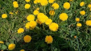 Сати Казанова  мантра (на расслабление)