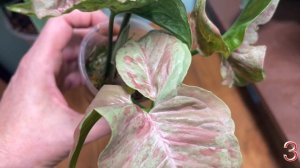 SYNGONIUM CONFETTI MILK HD 1080p