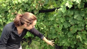 Vitis vinifera vines