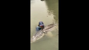 Огромный осётр #Shorts