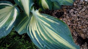 Хоста Teacher's Pride (Титчес прайд) Гордость учителя