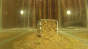 Прикормка увлажненная водой с добавлением мелассы и кокосовой стружки