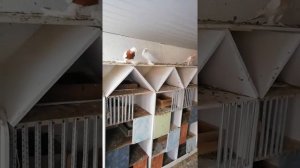 Голуби Оренбурга