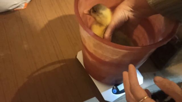 Гусята и утята спустя пять дней. смотреть онлайн