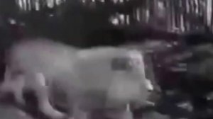 Лев против Быка битва монстров / Lion vs. Bull Monsters Battle