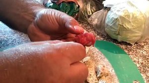 Пробуем плоды кактуса опунция. Зелёные и красные.