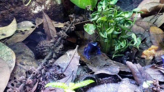 Mourning gecko stalking prey and dart frogs catching fruit flies! смотреть онлайн