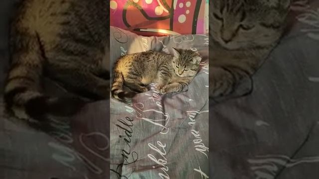 МАНЧКИНЫ КОШКИ ЛЮБЯТ, КОГДА С НИМИ РАЗГОВАРИВАЮТ смотреть онлайн