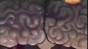 Губка Боб-Патрик умные штаны (1/5)