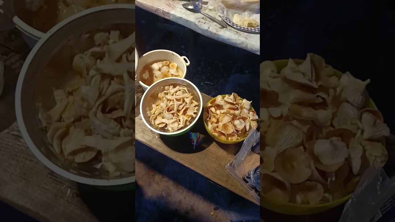 насобирали лисичек смотреть онлайн